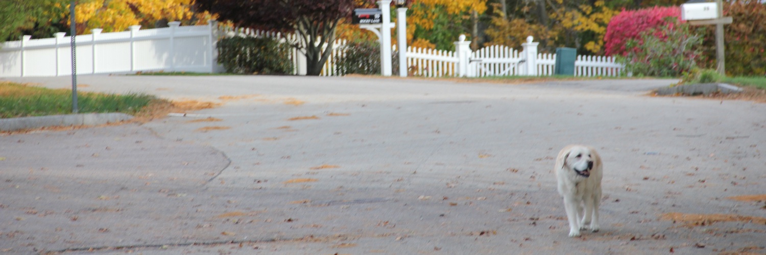 alicemcook's profile banner image