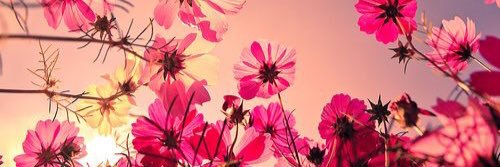 Breast Cancer Sucks banner