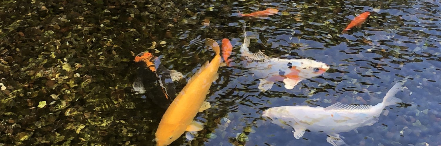 drownthedems's profile banner image