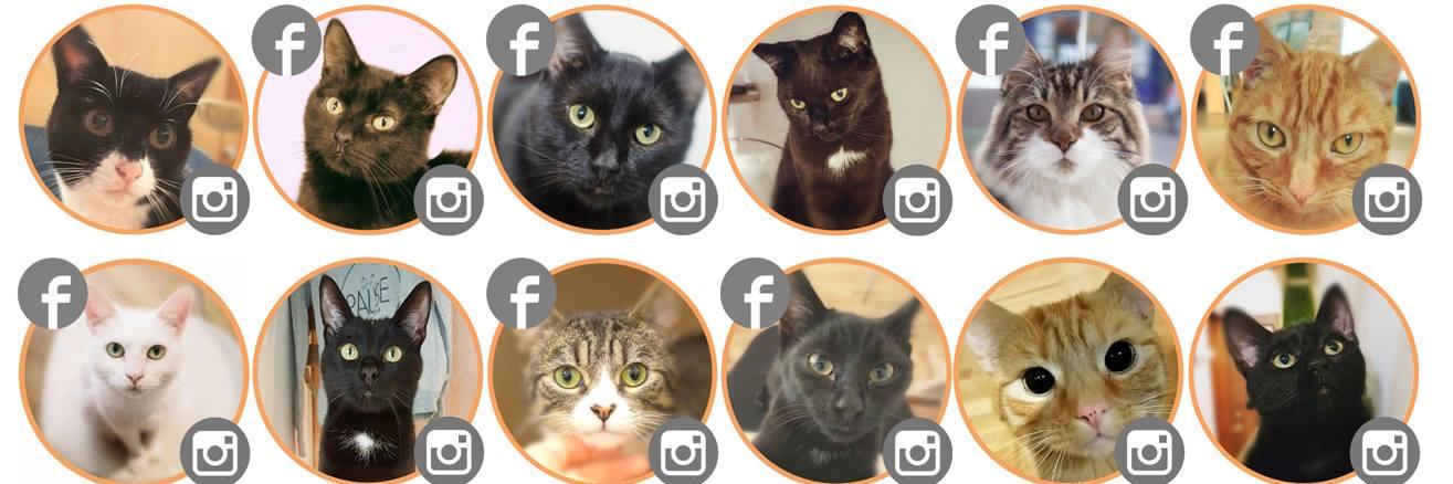 Pause Cat Cafe banner