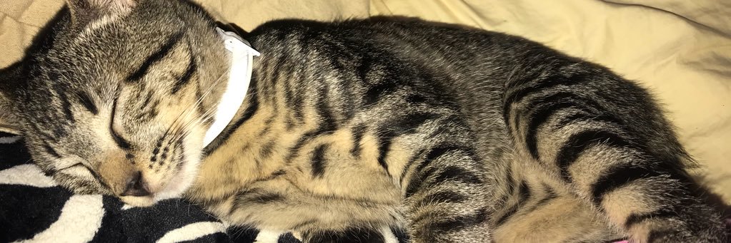 SabrinaLynn45's profile banner image