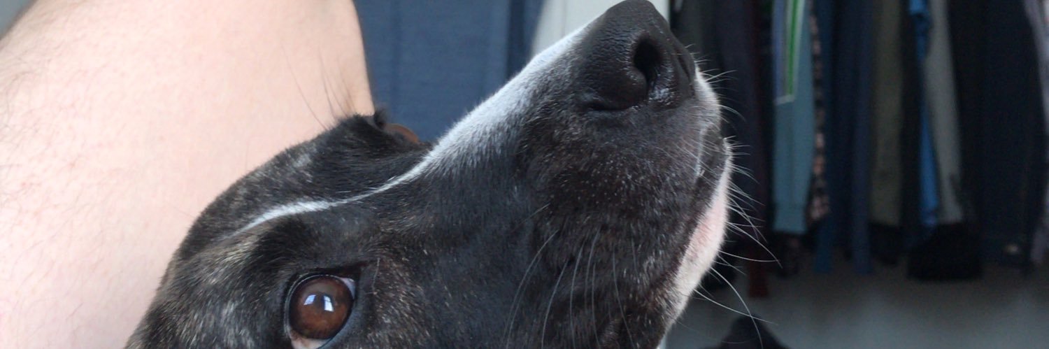 Timothée Bridge banner