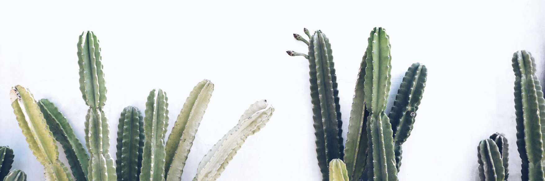 elleasocial's profile banner image