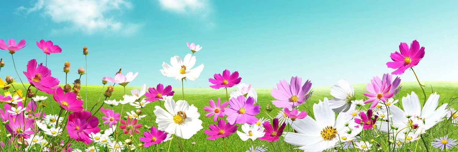 Wlzi ꧁IP꧂ banner
