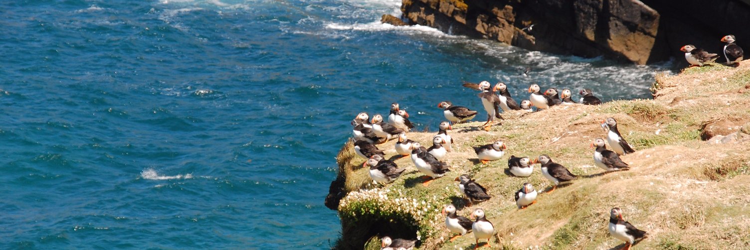 Annette Fayet banner