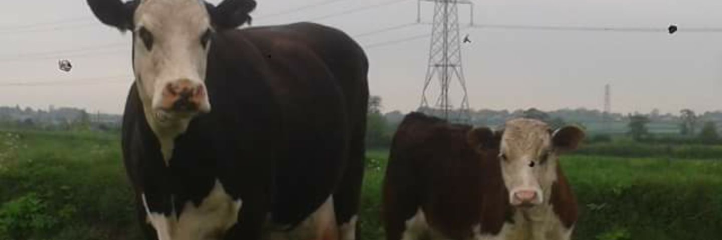 Tom Pennington banner