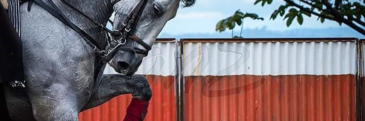 Amor_equino's profile banner image