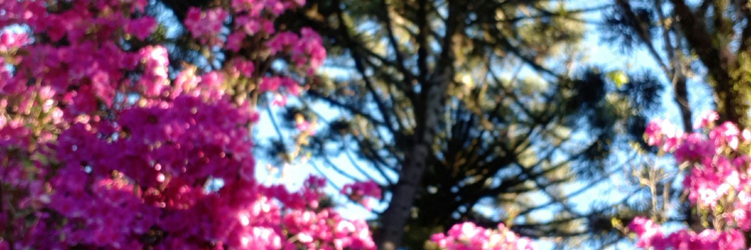 laripmribeiro's profile banner image