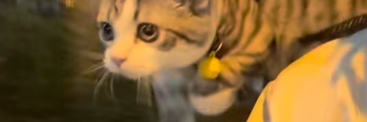 Zyaxx__'s profile banner image