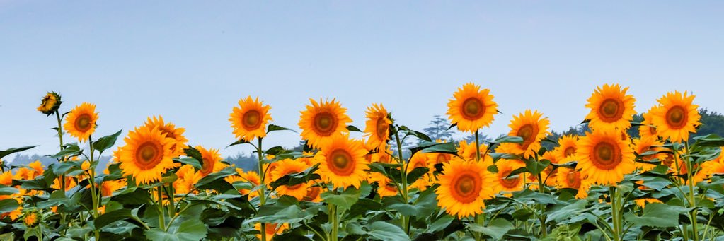 nicole_danek's profile banner image