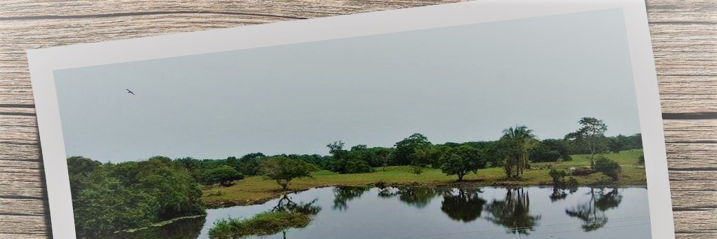 AleBambu_'s profile banner image