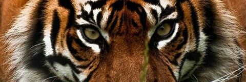 man_of_paper's profile banner image