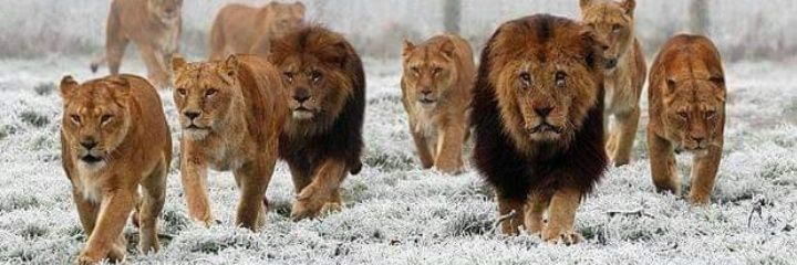 @leonel Goméz banner