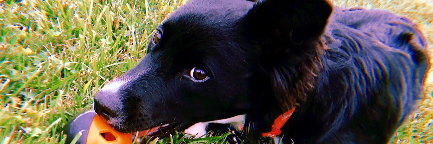Bailey 🌻 banner