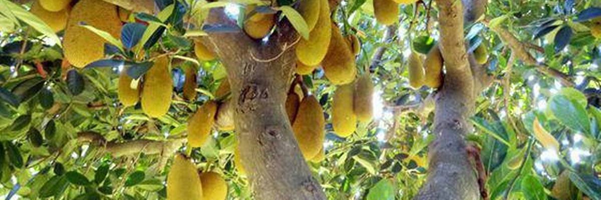 bartroch's profile banner image