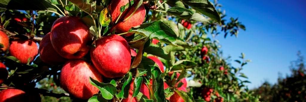 NZ Apples and Pears banner