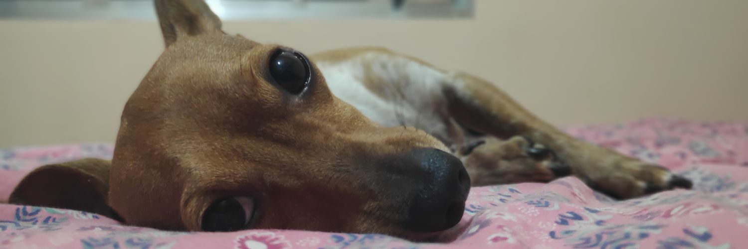 marieloi_na's profile banner image