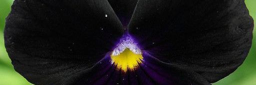 Flornegra97's profile banner image