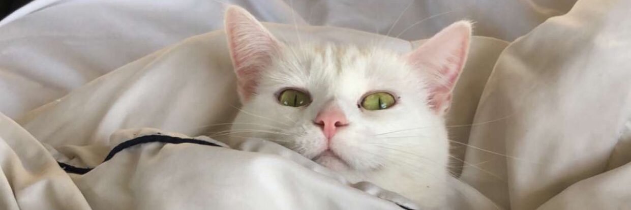 scrambled_meags's profile banner image