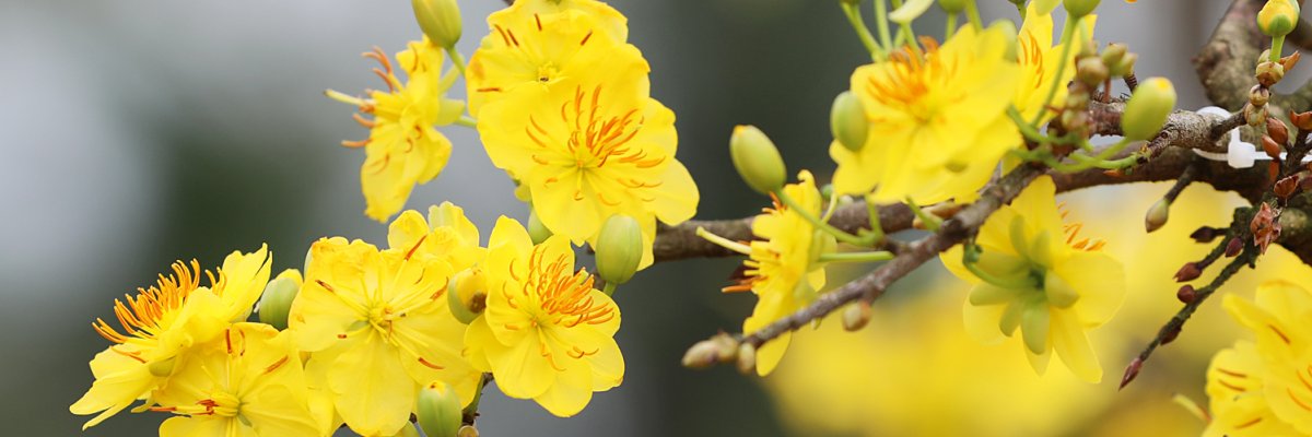 Jan_Vu3's profile banner image