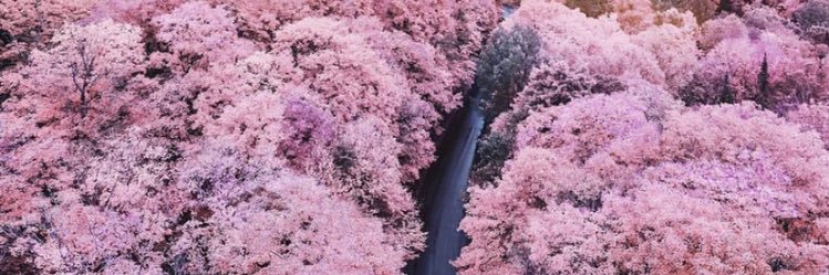 my_lynh's profile banner image