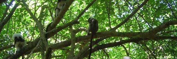 ProyectoTiti Profile Banner