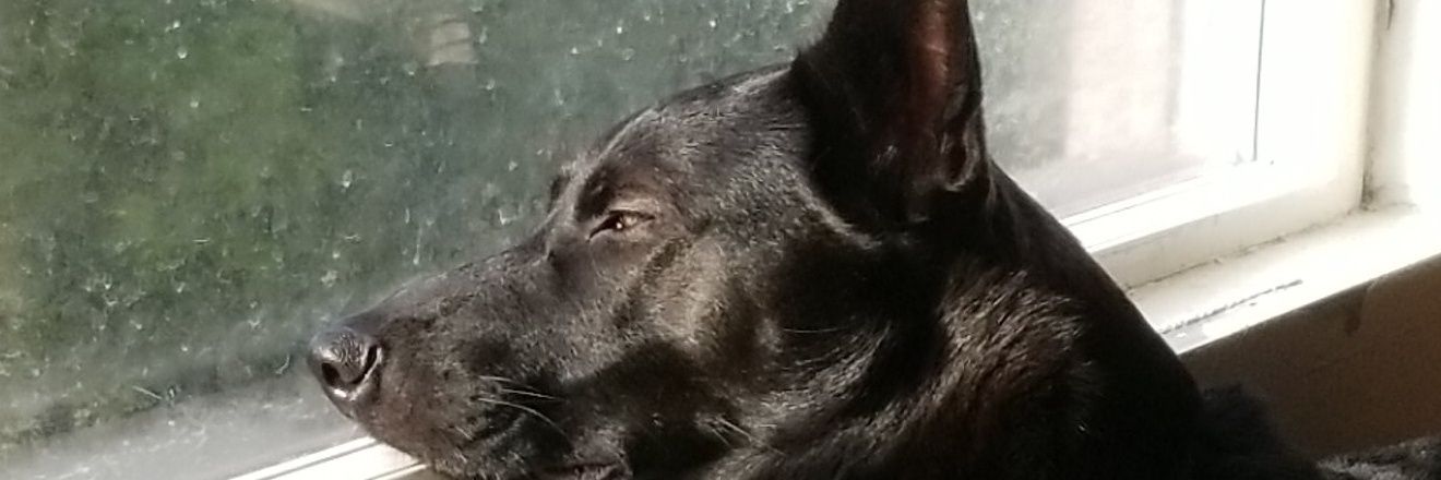 Mercedes_Roth's profile banner image