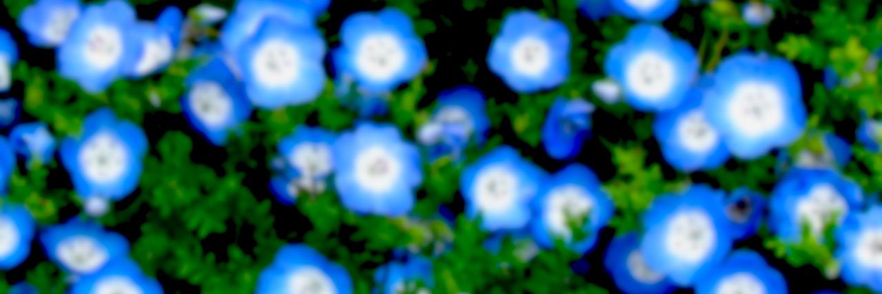 ルリ banner