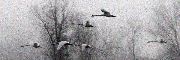 ProfsHyacinth Profile Banner