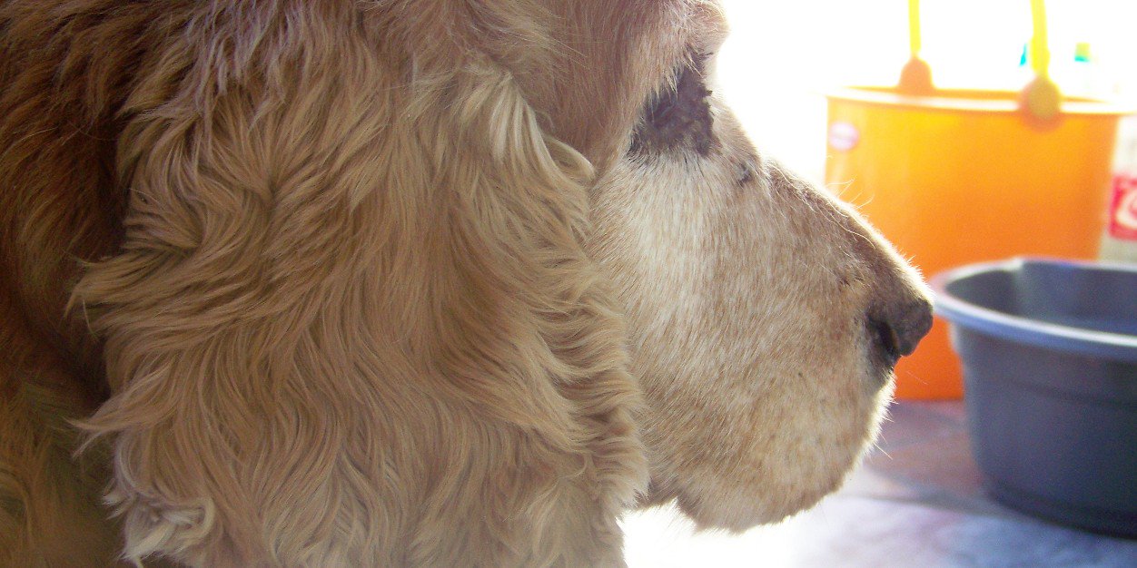 flor_esca's profile banner image