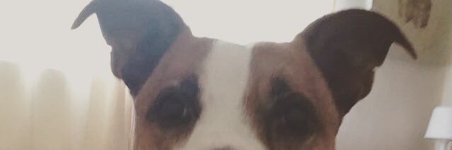 siboyle93's profile banner image