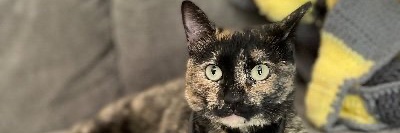 cocoannstewart's profile banner image