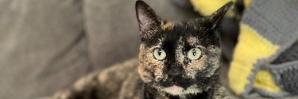 cocoannstewart Profile Banner