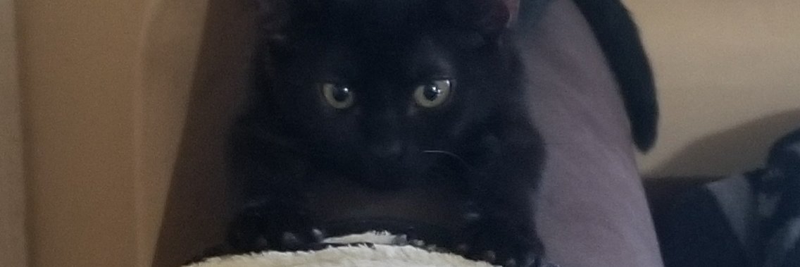 Krystalle Lamas banner