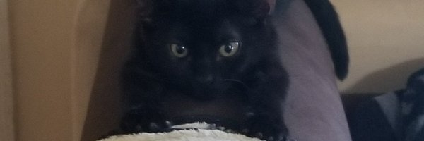 OctDragonfly Profile Banner