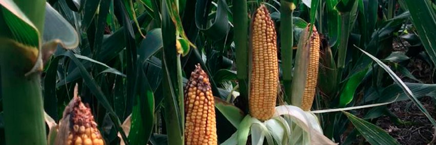 Fullagro de Grupo Quemú banner