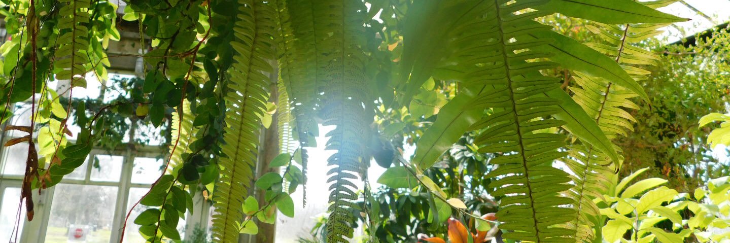 plantqueenray's profile banner image