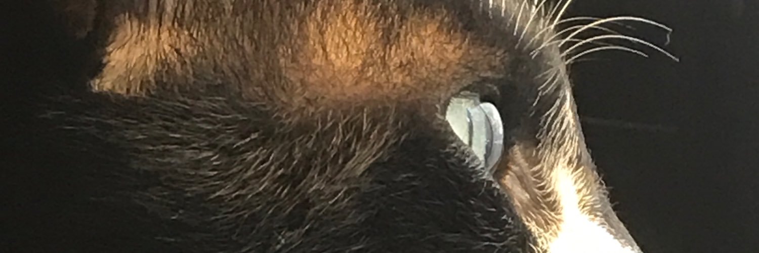 CanSinan's profile banner image