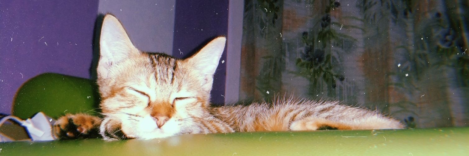 BONDANwdp's profile banner image