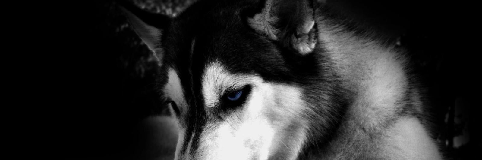 SyofieL's profile banner image