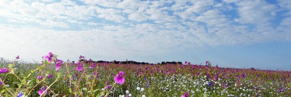 Cemonde Profile Banner