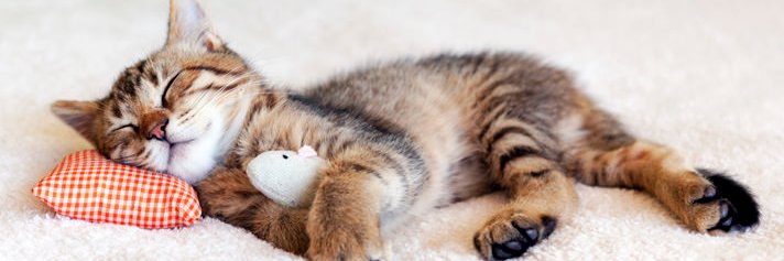 df wants to be vapor banner