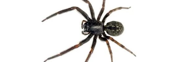 LuminessStore Profile Banner