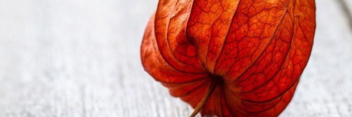 AppleMomonoi's profile banner image