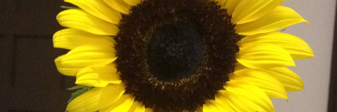marimartelli_'s profile banner image