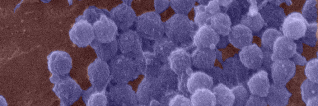 Damien F. Meyer banner