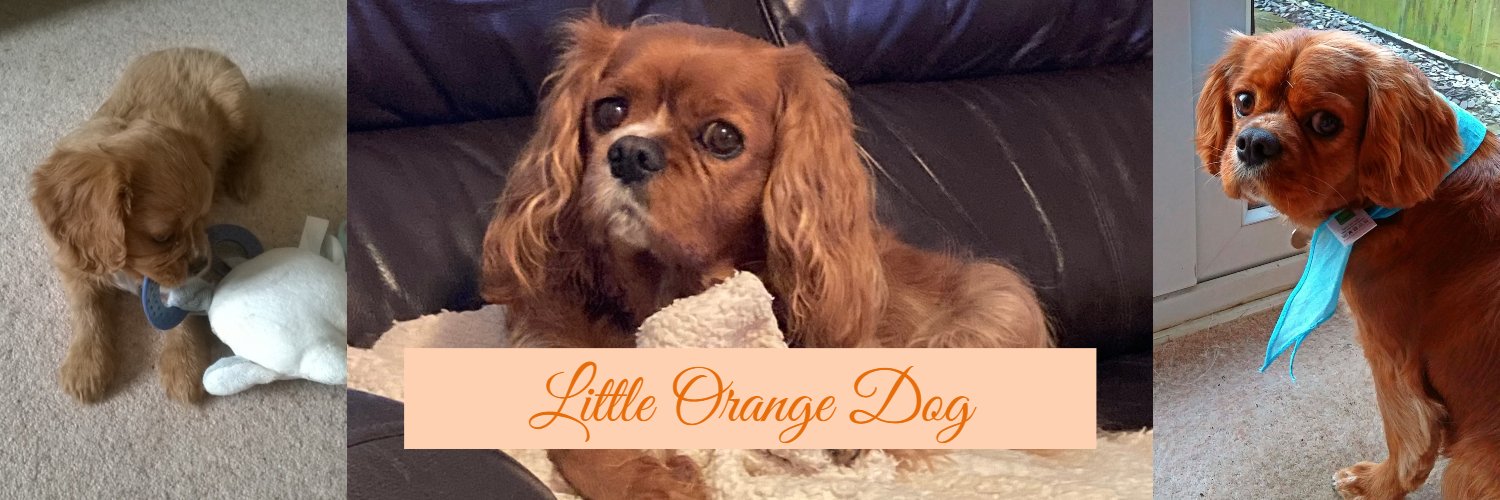Little Orange Dog banner
