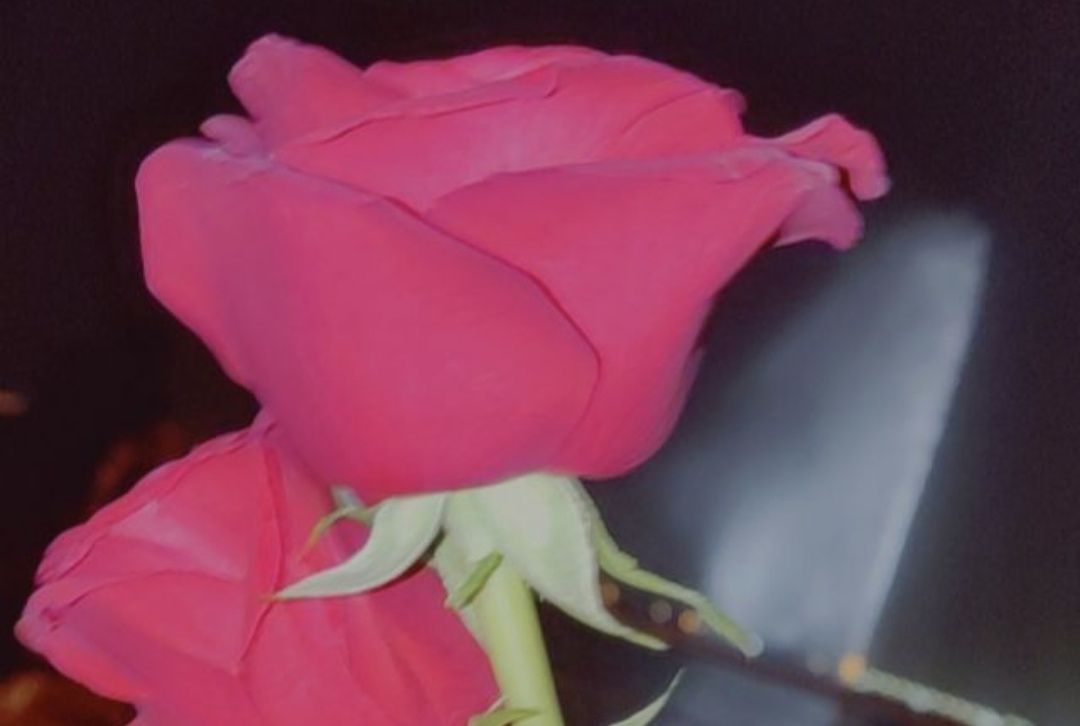 R1111979's profile banner image