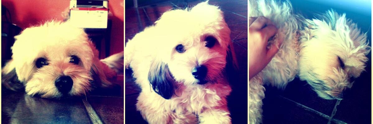 laninha1's profile banner image