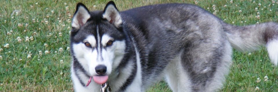 Steve83006's profile banner image